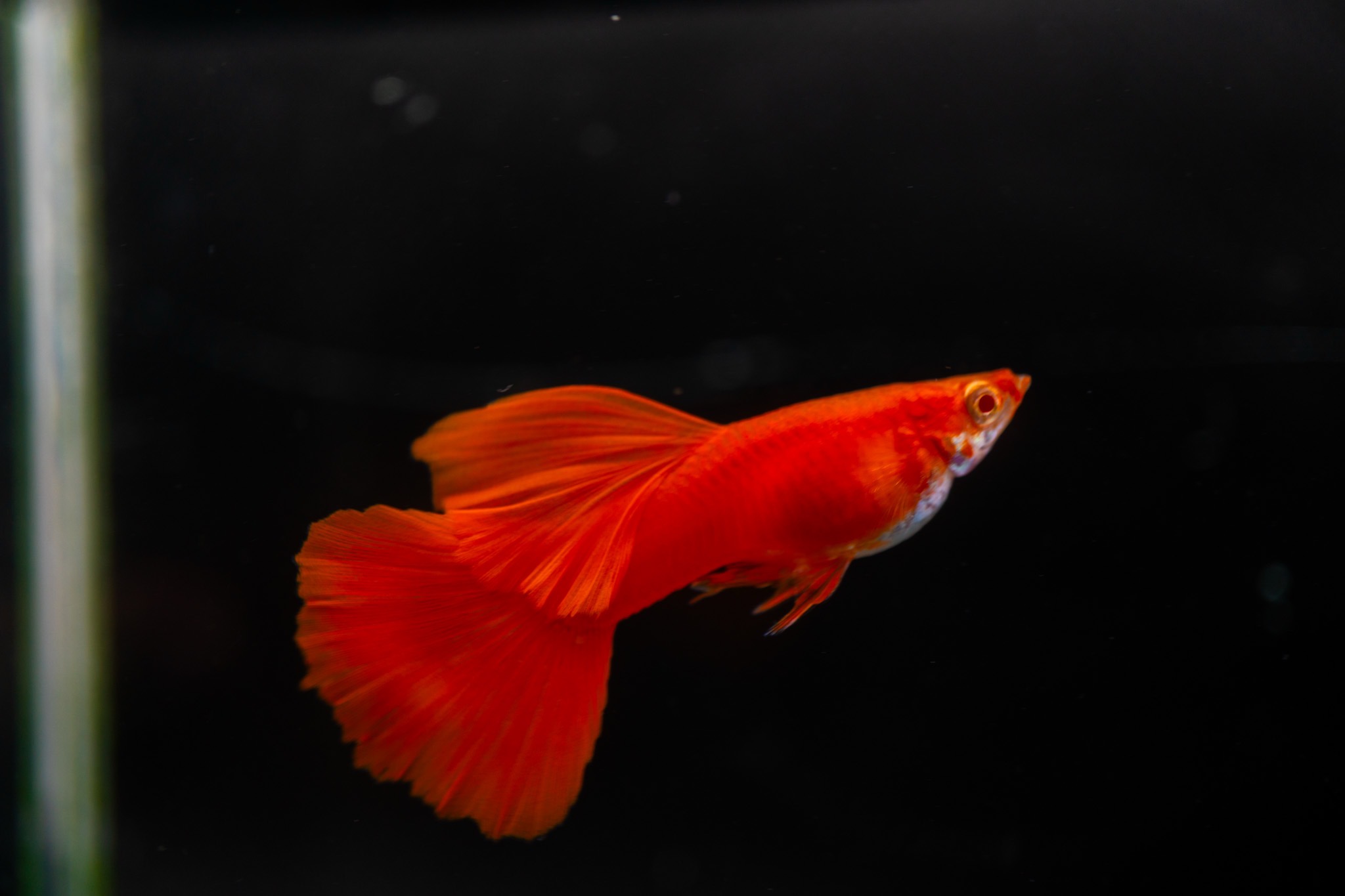Complete Guppy Care Guide for Beginners (2026)