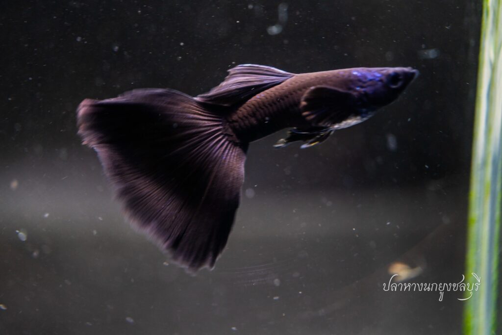multiple guppies swimming in tank
