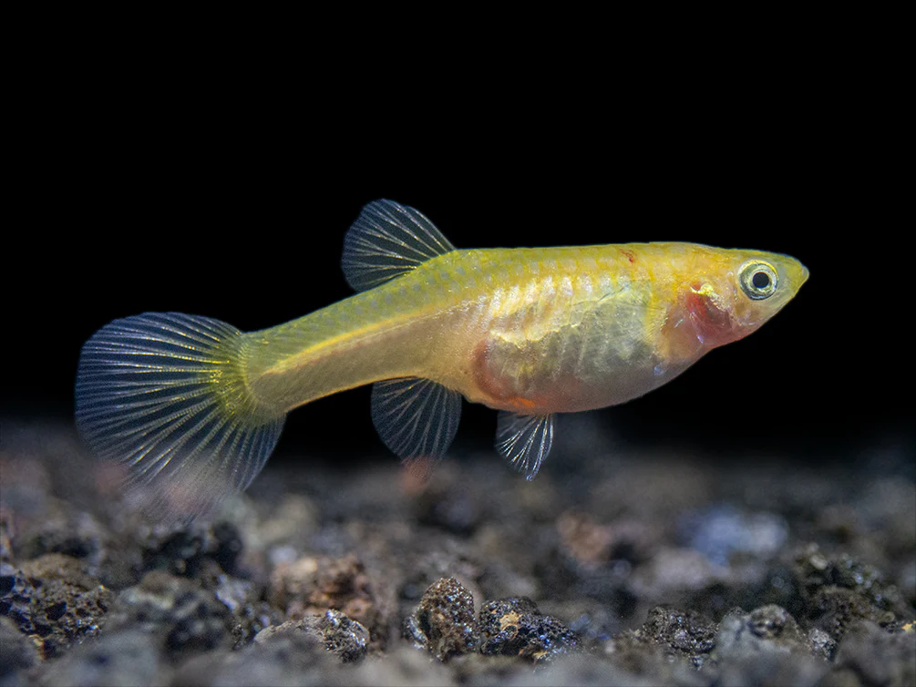 healthy adult guppy with long lifespan