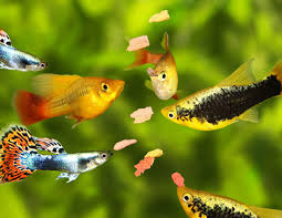 tropical fish food and feeding